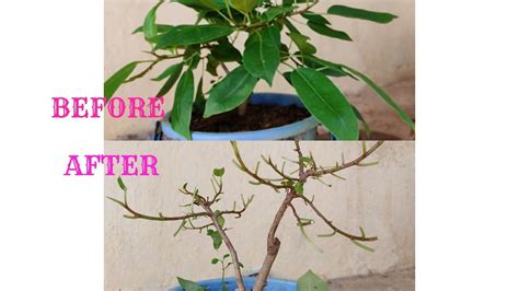 Defoliation Of Ficus Tree Under Training Bonsai Tree Youtube