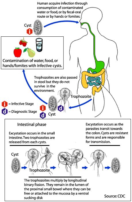 Giardiasis Disease Outbreak Control Division