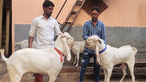 Deonar Bakra Mandi Se Saste Bakre In Govandi Asif Bhai Ka Breeding