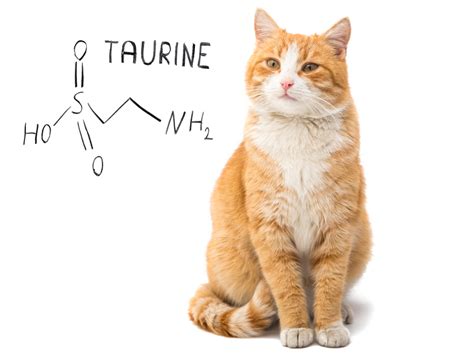 Taurine Deficiency in Cats – Petssionate