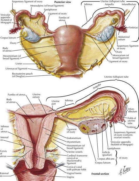 Uterus/uterine Conditions - Pictures