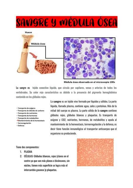 Sangre y Médula Ósea Paula Andrea Barrero Patiño uDocz