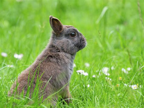 A Brown Cute Dwarf Rabbit In A Green Meadow Photograph By Stefan Rotter