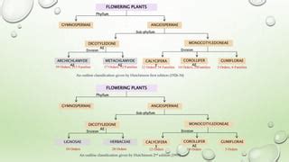 Classification systems of Angiosperms.pptx