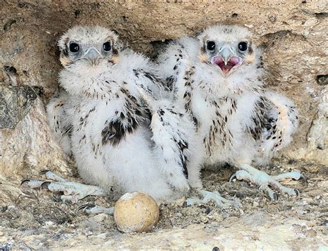 Low Falcon Nest Success at Pinnacles in 2023: Could all that Winter ...