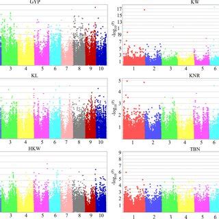 Manhattan Plot For Genome Wide Association Study Of Maize Yield Related