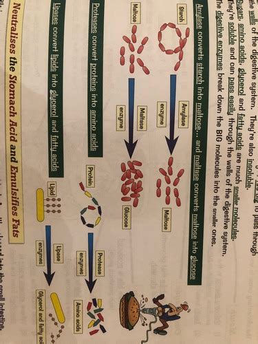 Enzymes And Digestion Flashcards Quizlet