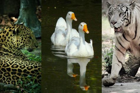 Alipore Zoo (Kolkata) - Ticket Price, Timings, Attractions