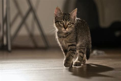 Linguagem Corporal Dos Gatos Entenda Como Funciona