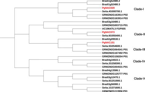 Phylogenetic Relationship Among Membrane Associated Nac Tfs From Pearl