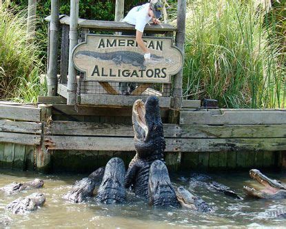 Watch The Alligators Leap For Food At Alligator Adventures Near