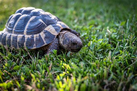 1920x1080px | free download | HD wallpaper: turtle, greek tortoise, eat, grass, greek turtles ...