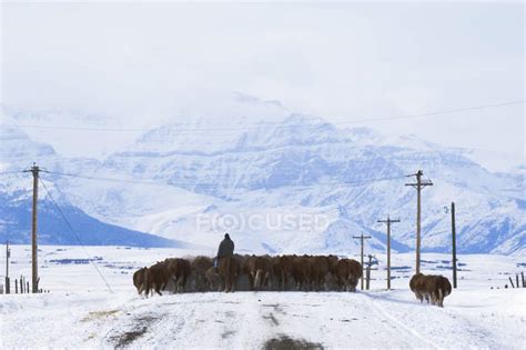 Cattle Herd Driving By Farmer Along Country Road Southwest Alberta