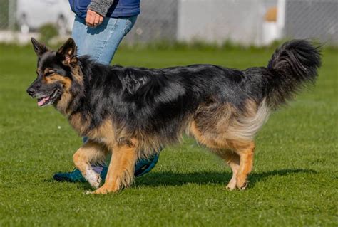 Border Collie Sch Ferhund Mix Im Portrait Hunde De