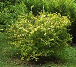 Барбарис. Продажа и посадка барбариса. Описание, посадка, уход. Цены ...