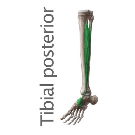 Fisio Gargon Fisioterapia Y Osteopatía El Tibial Posterior