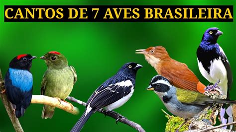 Conhe A Aves Brasileira Que Encantam A Natureza Do Brasil Ave Lindas