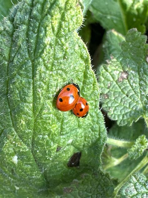 Coccinelle Sept Points Coccinella Septempunctata Observations Be