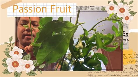 How To Do Passion Fruit Cuttings Youtube