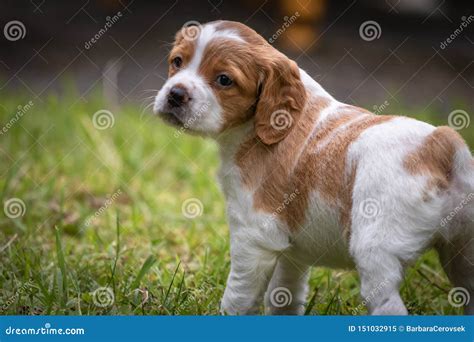 Cute And Curious Brown And White Brittany Spaniel Baby Dog Puppy