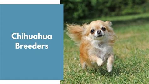 Chihuahua Breeders | Chihuahua Puppies for Sale - AnimalFate