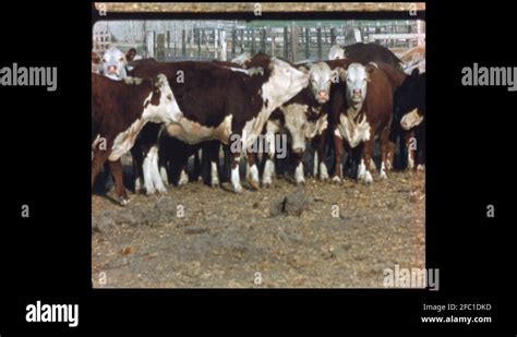 S Cows In Pen On Farm Farmland Title Card Stock Video Footage