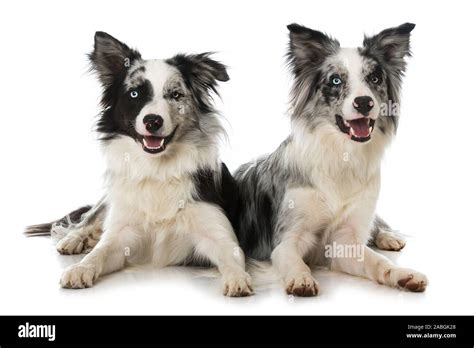 Two black merle border collie dogs on white background Stock Photo - Alamy