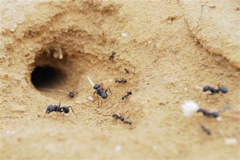 Incursiones El Fascinante Mundo De Las Hormigas