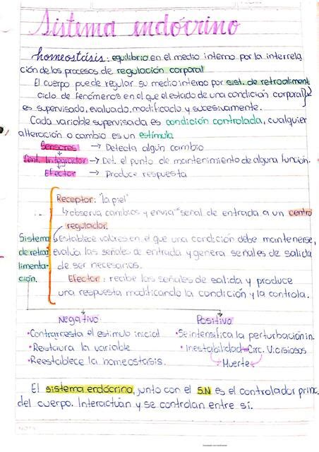 Sistema Endocrino Apunte Emi Pereyra UDocz