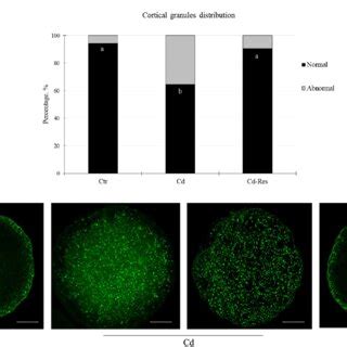 Effect Of Res On The Intracellular Ros Levels In Cd Exposed Oocytes A