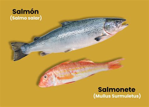 Tipos De Salmonetes De Roca Vs De Fango Esenciadelmar