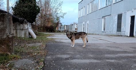 These 10 Photos Show The Story Of The Radioactive Puppies That Thrived