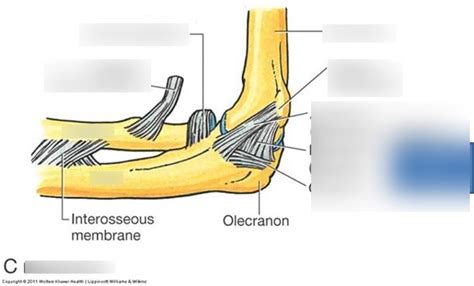 Elbow Joint Diagram Quizlet