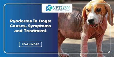 Pyoderma in Dogs: Causes, Symptoms & Treatment - VetGen Pharmaceuticals