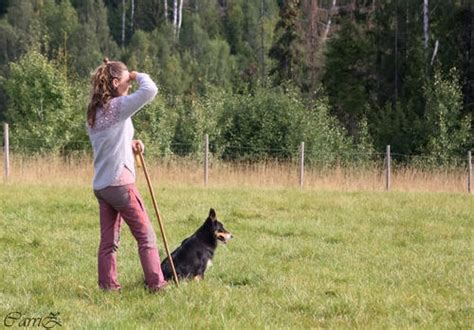 Gjeterhund Norsk Sau Og Geit