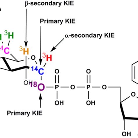 Inhibition Candidates For Tcda Gtd And Tcdb Gtd Catalytic Download Scientific Diagram