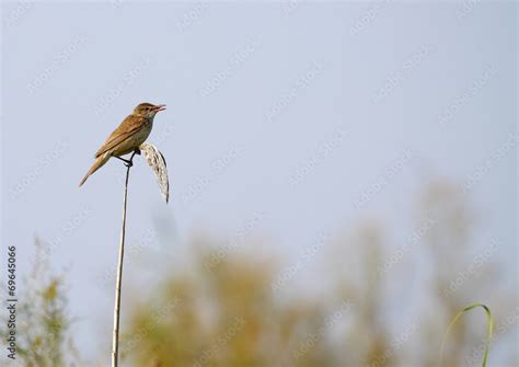 great reed warbler Stock Photo | Adobe Stock