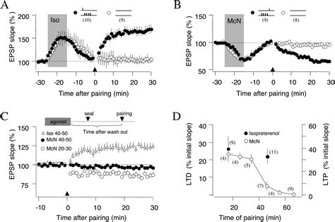 Neuromodulators Control The Polarity Of Spike Timing Dependent Synaptic