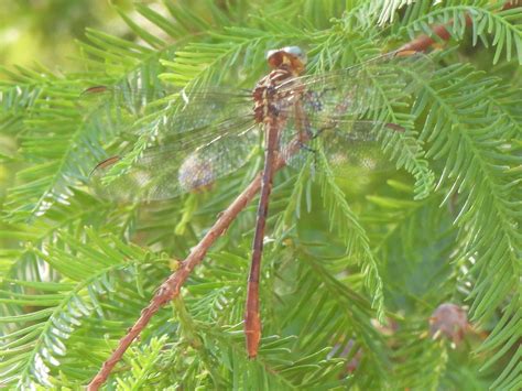 Russet Tipped Clubtail From Jefferson TX 75657 USA On August 24 2023