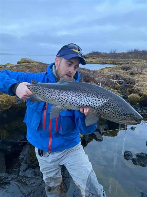 The Ice Age Brown Trout Fish Partner Fly Fishing In Iceland