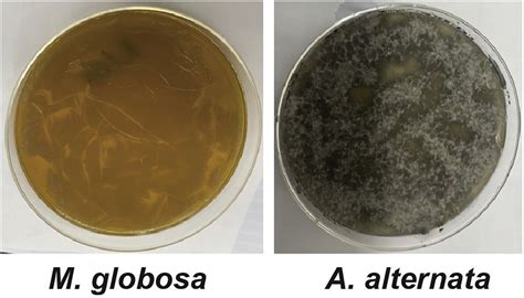 Malassezia globosa and Alternaria alternata culture plates showing ...