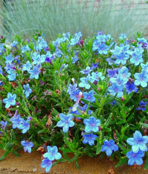 Perennial Plants With Blue Flowers - Image to u