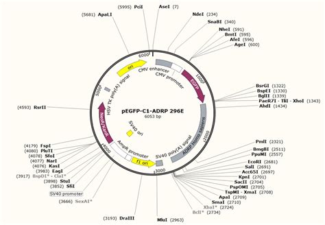 Addgene Pegfp C1 Adrp