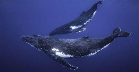 Video Captan la lactancia de una ballena a su cría por primera vez