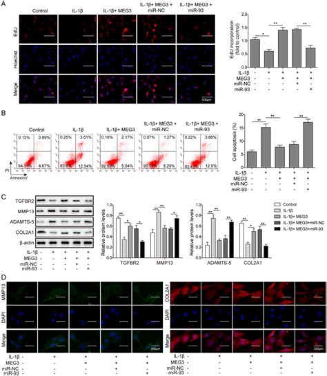 Lncrna Meg Inhibits The Degradation Of The Extracellular Matrix Of