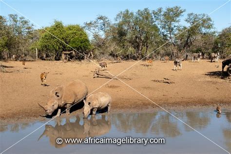 Photos And Pictures Of White Rhinoceros Ceratotherium Simum Drinking