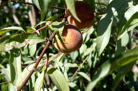 Premium Photo Natural Fruit Peaches Growing On Tree In The Summer Peache On Tree Branch