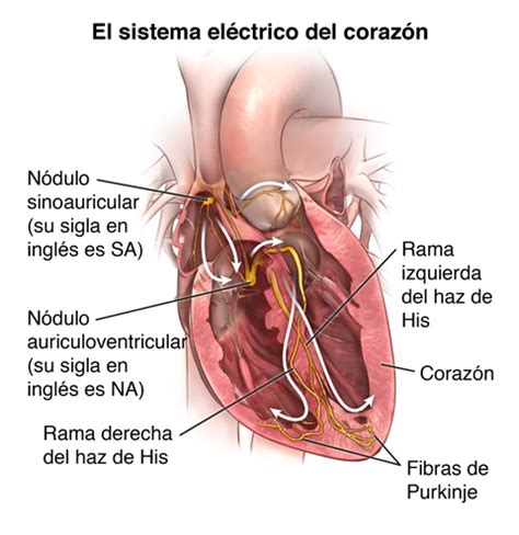 Sistema Electrico Del Corazon Esquema Dinami