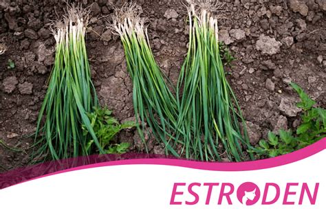 Green Onions Health Benefits and Nutrition Facts - Estroden