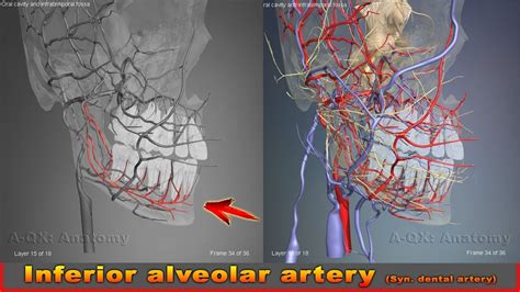 Inferior Alveolar Artery Syn Dental Artery Arteries Of Head And